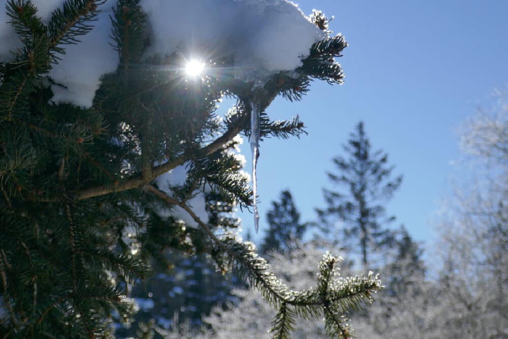 Zu jeder Jahreszeit traumhaft schön: Winterzauber in der Hirschau. © Tanja Saß Hirschau im Winter