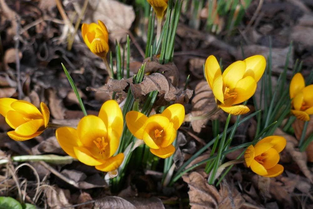 Schon im Februar zeigen sich die ersten Frühlingsboten in der Hirschau. Bis es wirklich Frühling wird, kann es aber noch dauern. © Tanja Saß Krokusse