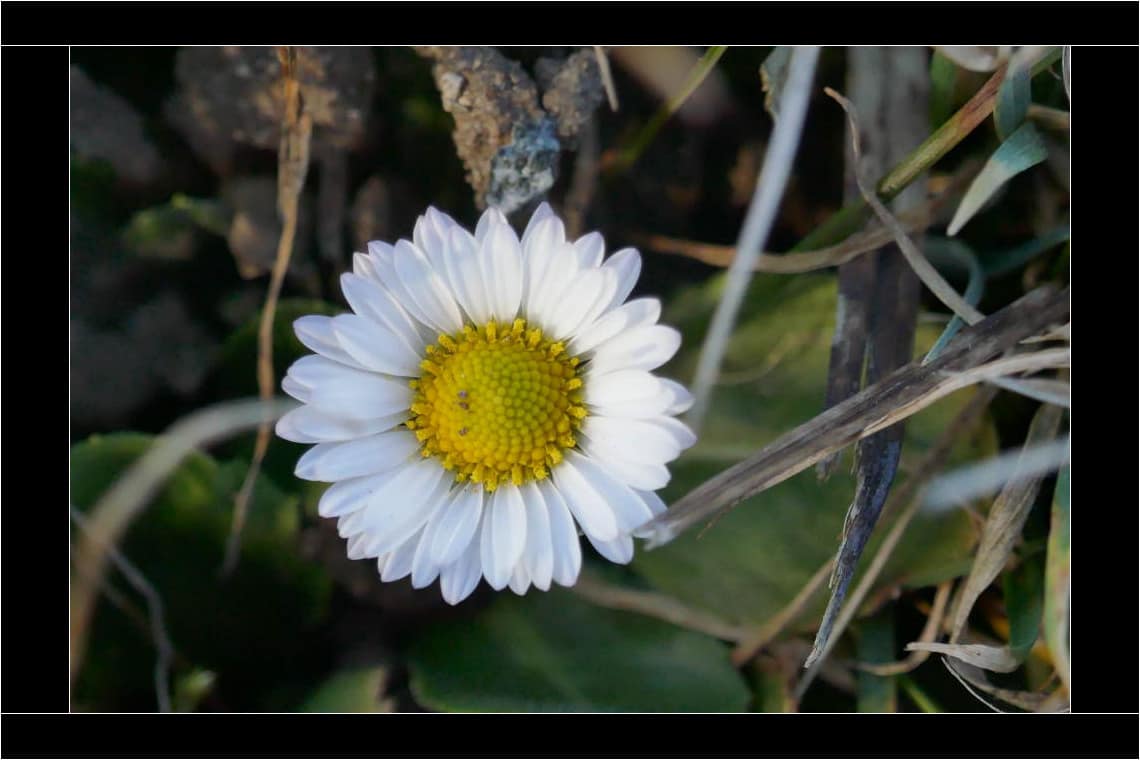 Das Gänseblümchen zeigt sich schon früh in voller Blütenpracht. © Tanja Saß Gänseblümchen