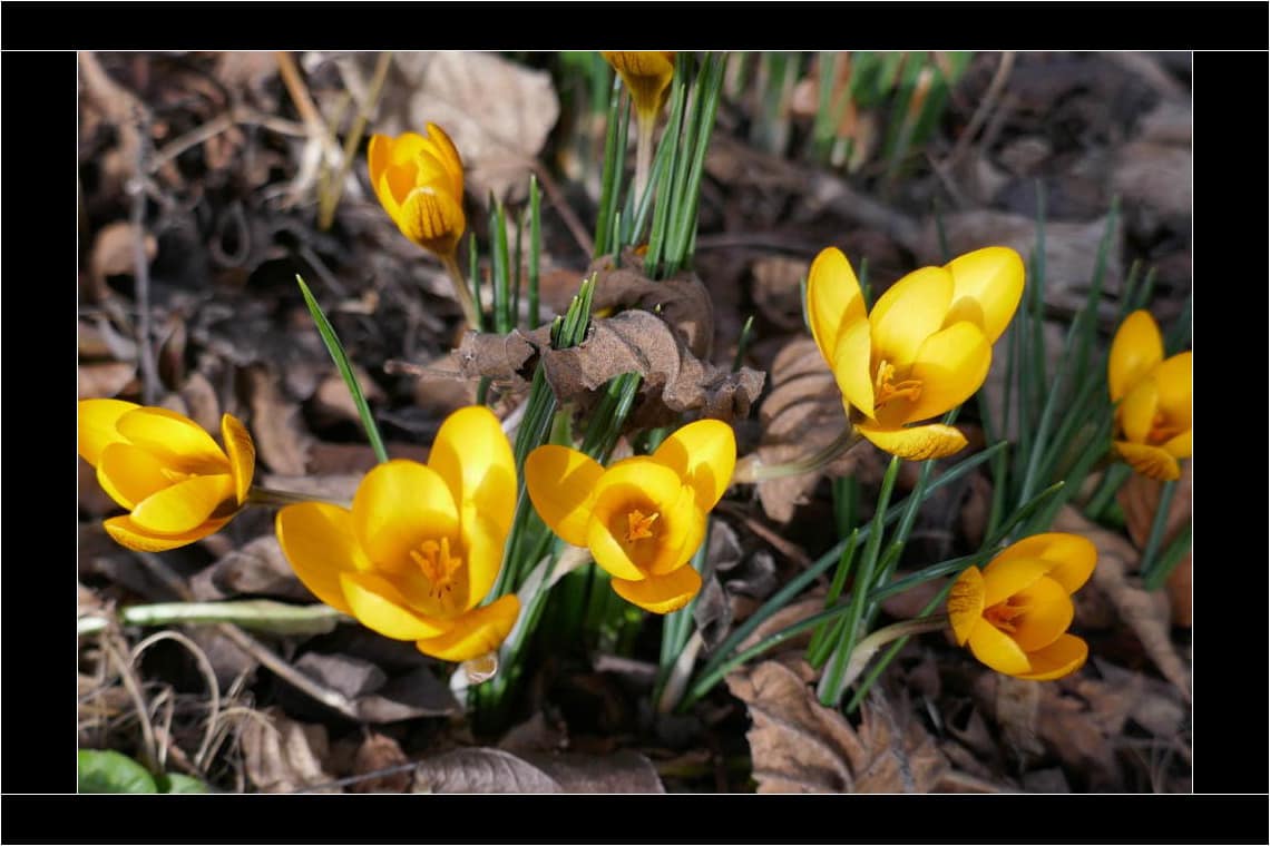 Schon im Februar zeigen sich die ersten Frühlingsboten in der Hirschau. Bis es wirklich Frühling wird, kann es aber noch dauern. © Tanja Saß Krokusse